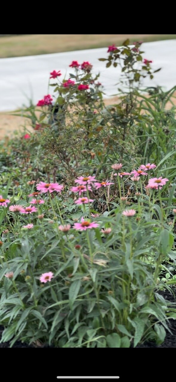 Landscape Design Project 43