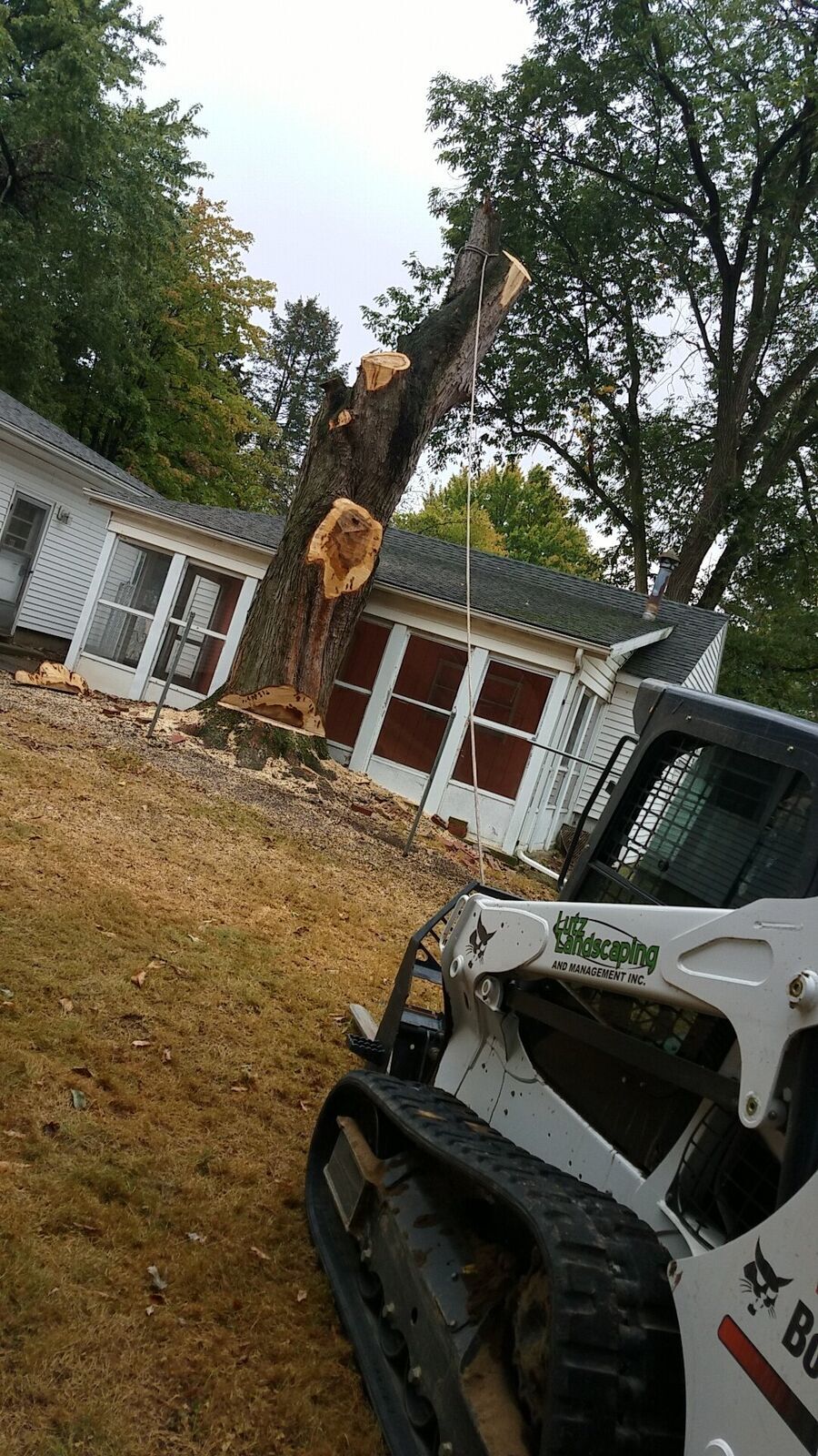 Tree Service 9